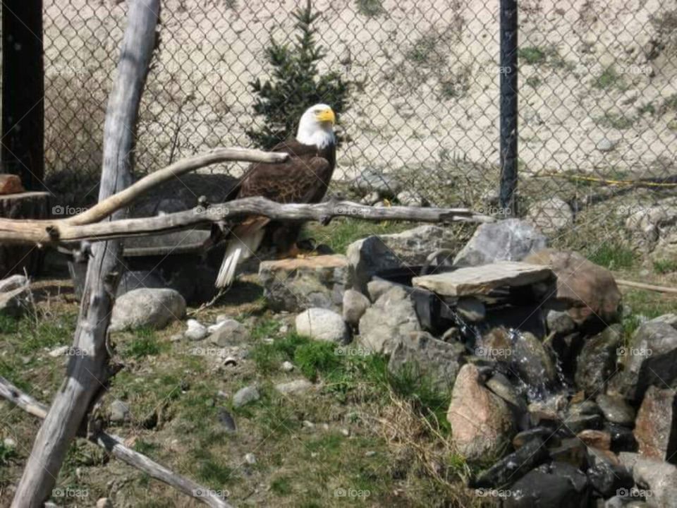 Bald eagle in wildlife rehabilitation center habitat.