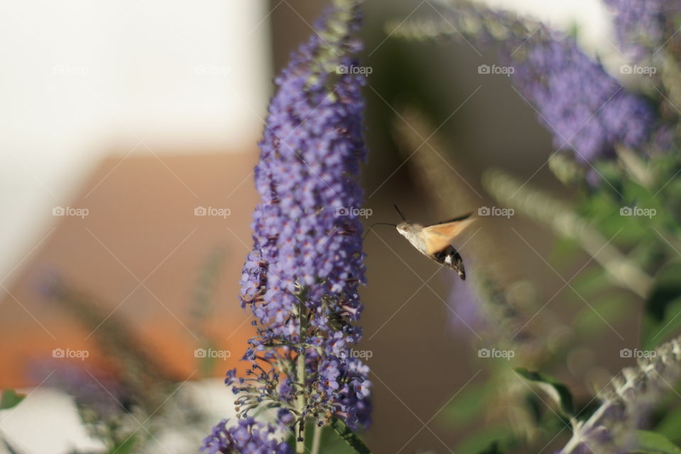 Bee flying near violent flower