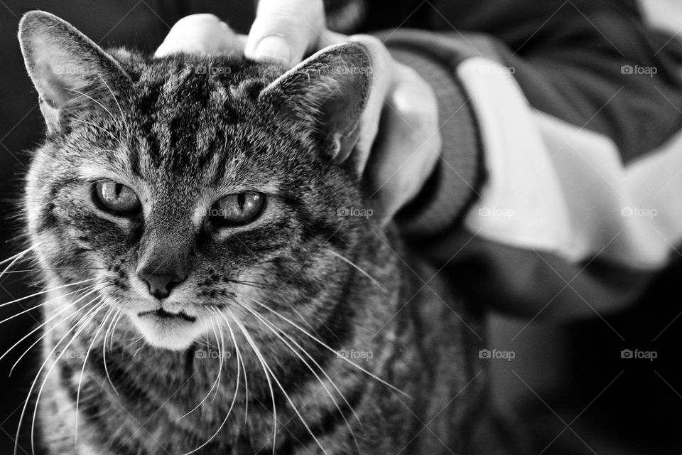 Portrait of a tabby cat being petted