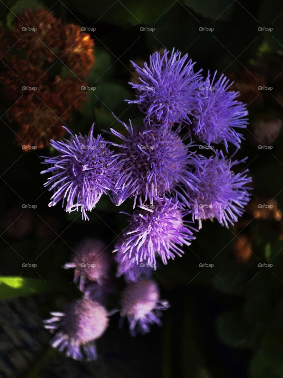 Macro photo of a summer plants