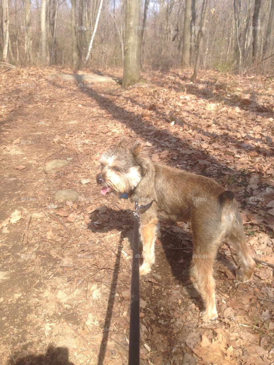 Nature walk with the pup