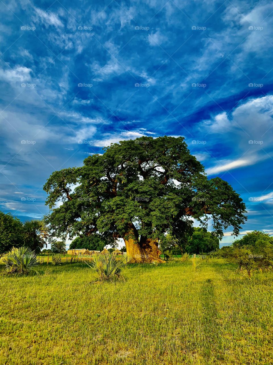 Blue meets green. A beautiful shot from my walk in our farm yard. A beautiful blue sky featuring the old baobab tree and green grass.