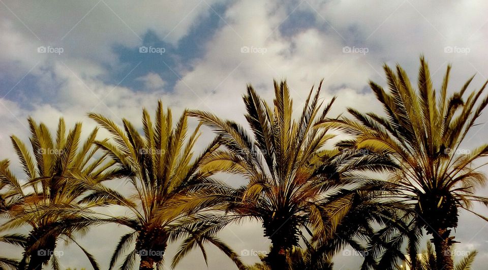 Tallest vibrant Palm trees up to scenic
beautiful cloudy sky in daylight