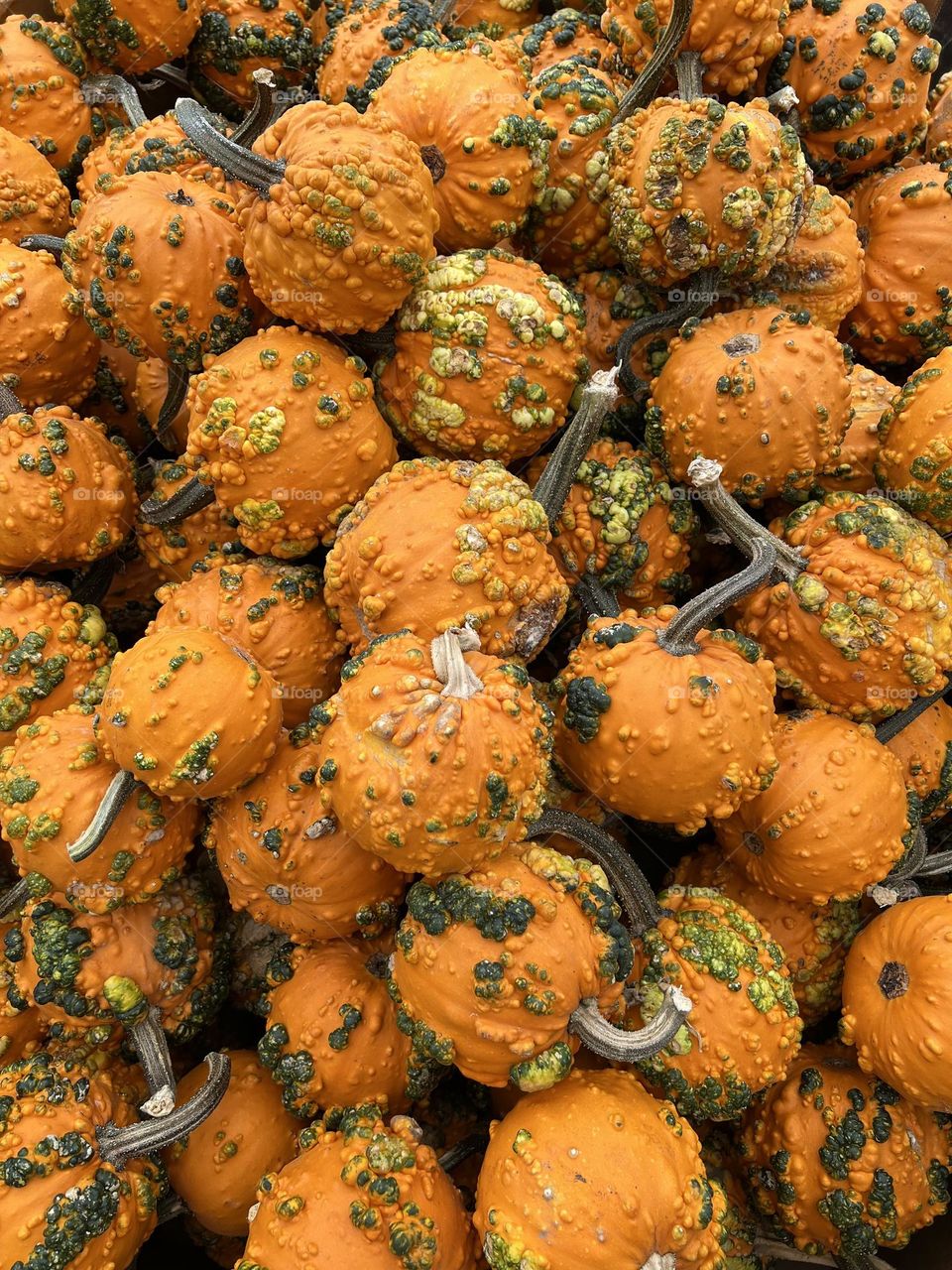 Pumpkins, Pumpkins and more Pumpkins