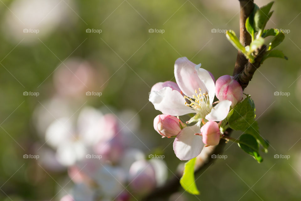 Sun shining on blooming apple tree flower and buds 