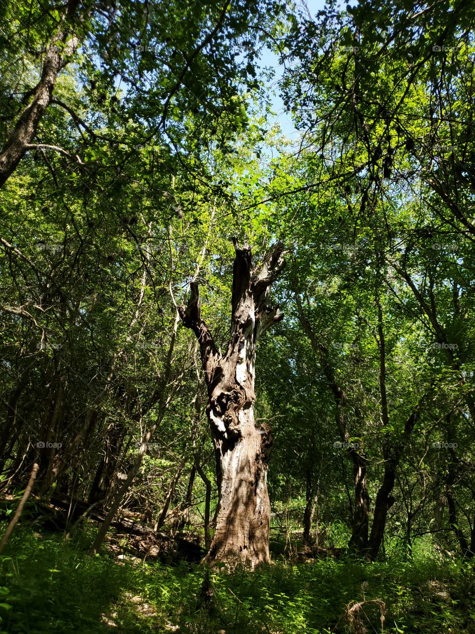 The dead tree creates an opening in the forest canopy where the bright summer sunlight shines through and illuminates it, thus creating an intriguing display in nature.