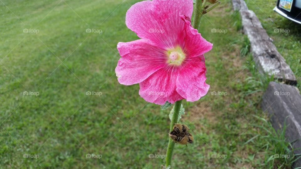 lone flower. stopped to smell the "roses"