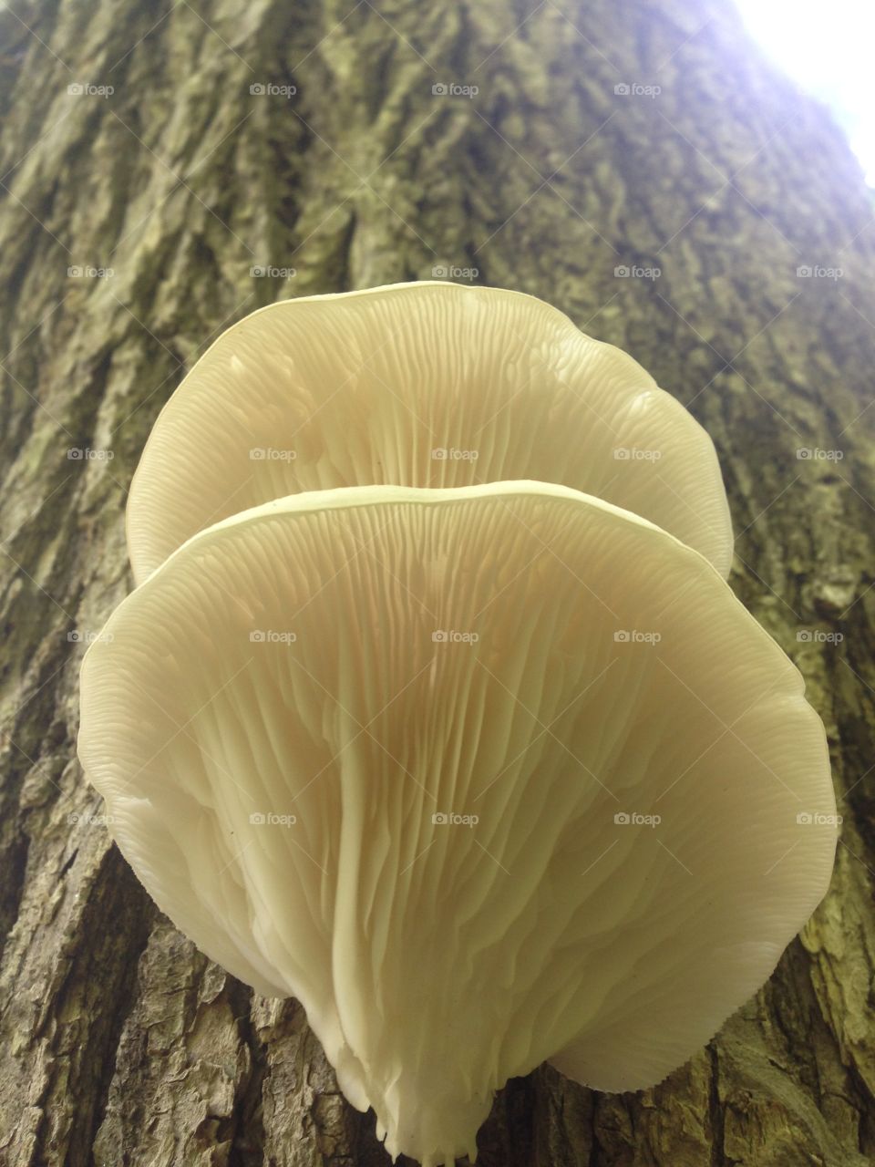 Fungi  