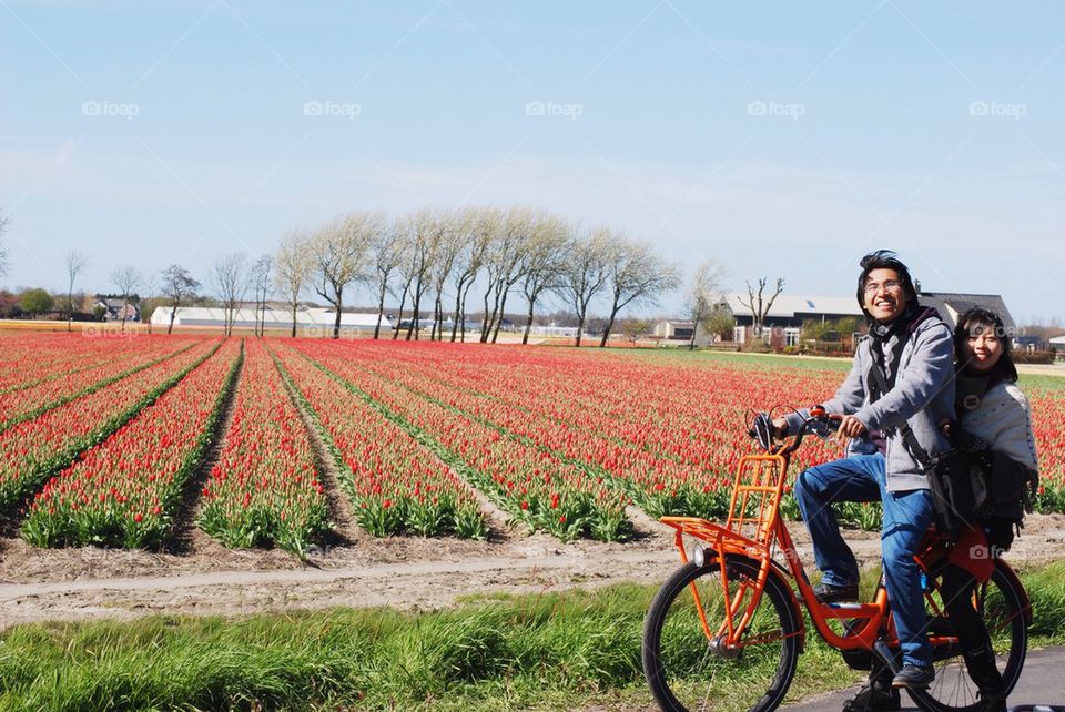 Cycling near a field of tulip