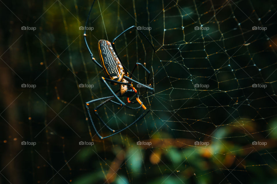 Giant spider of nefil