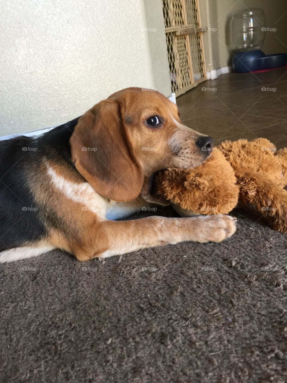Ginger with her bear toy