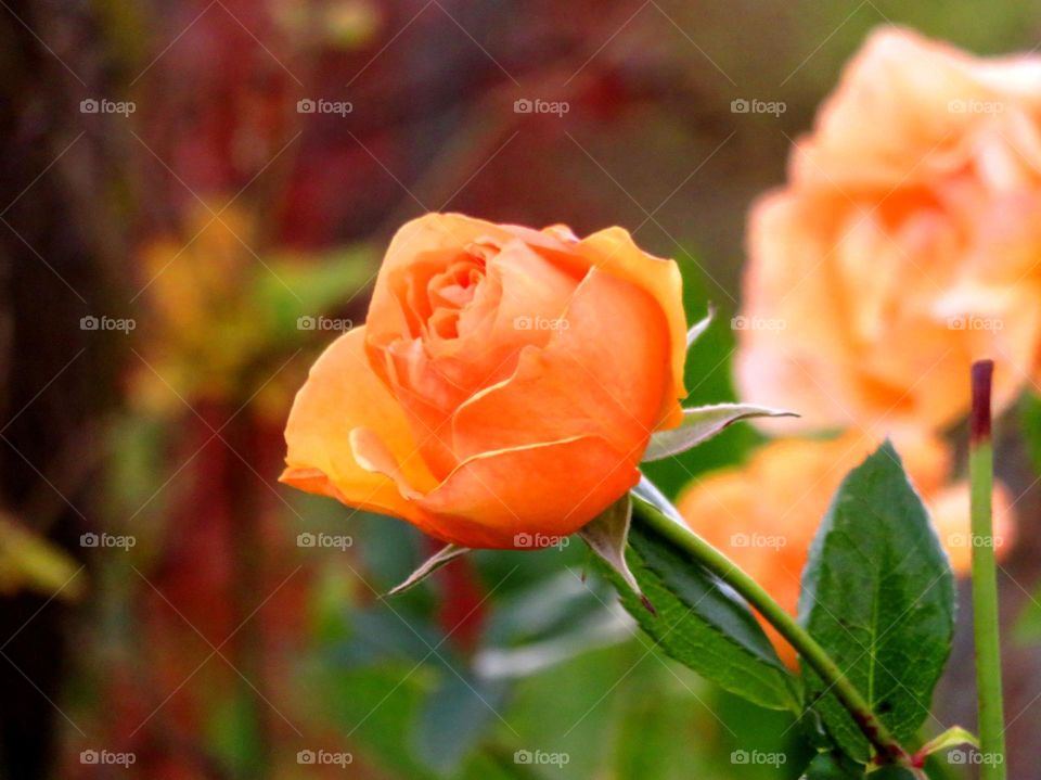 Salmon rose