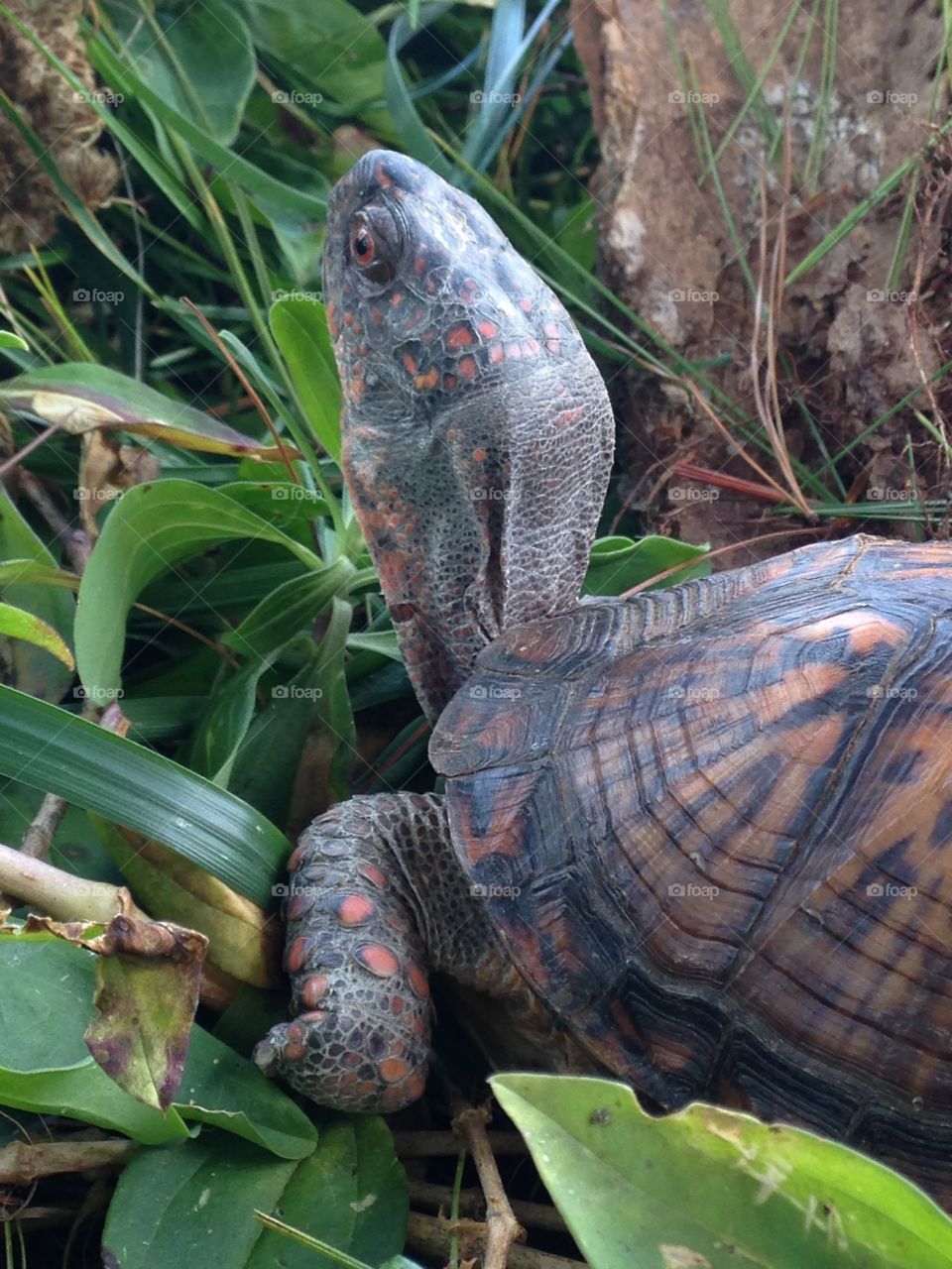 Curious Tortoise 