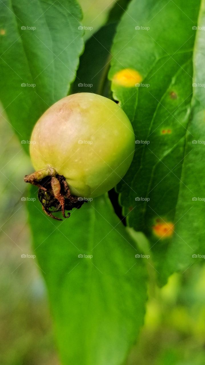 Early stage crab apple