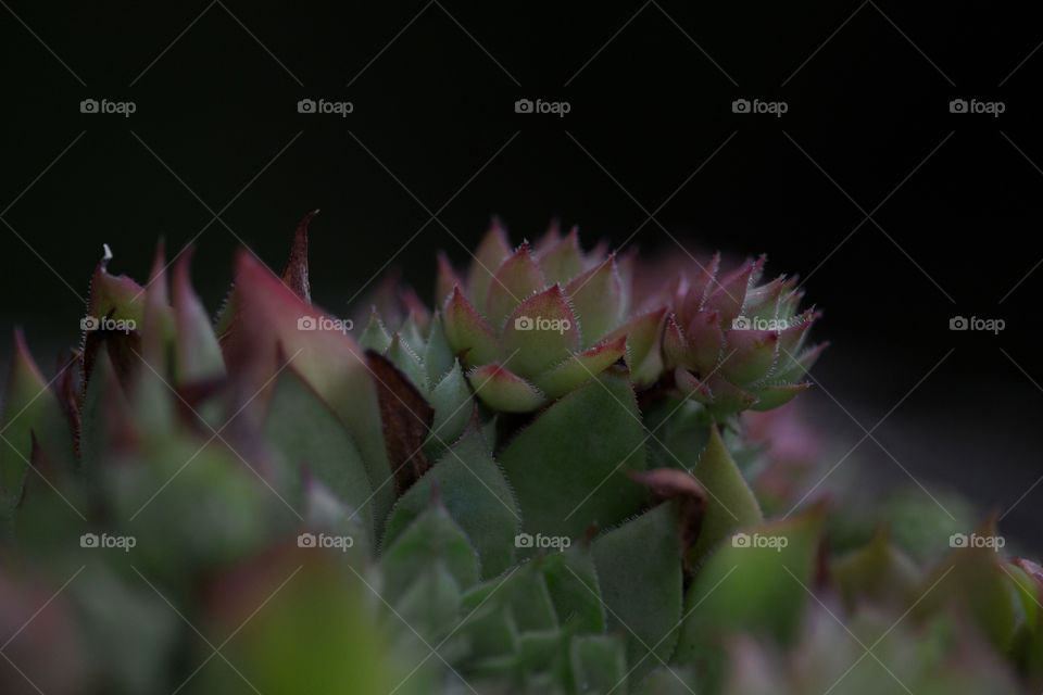 Cactus, Nature, Leaf, Flower, No Person