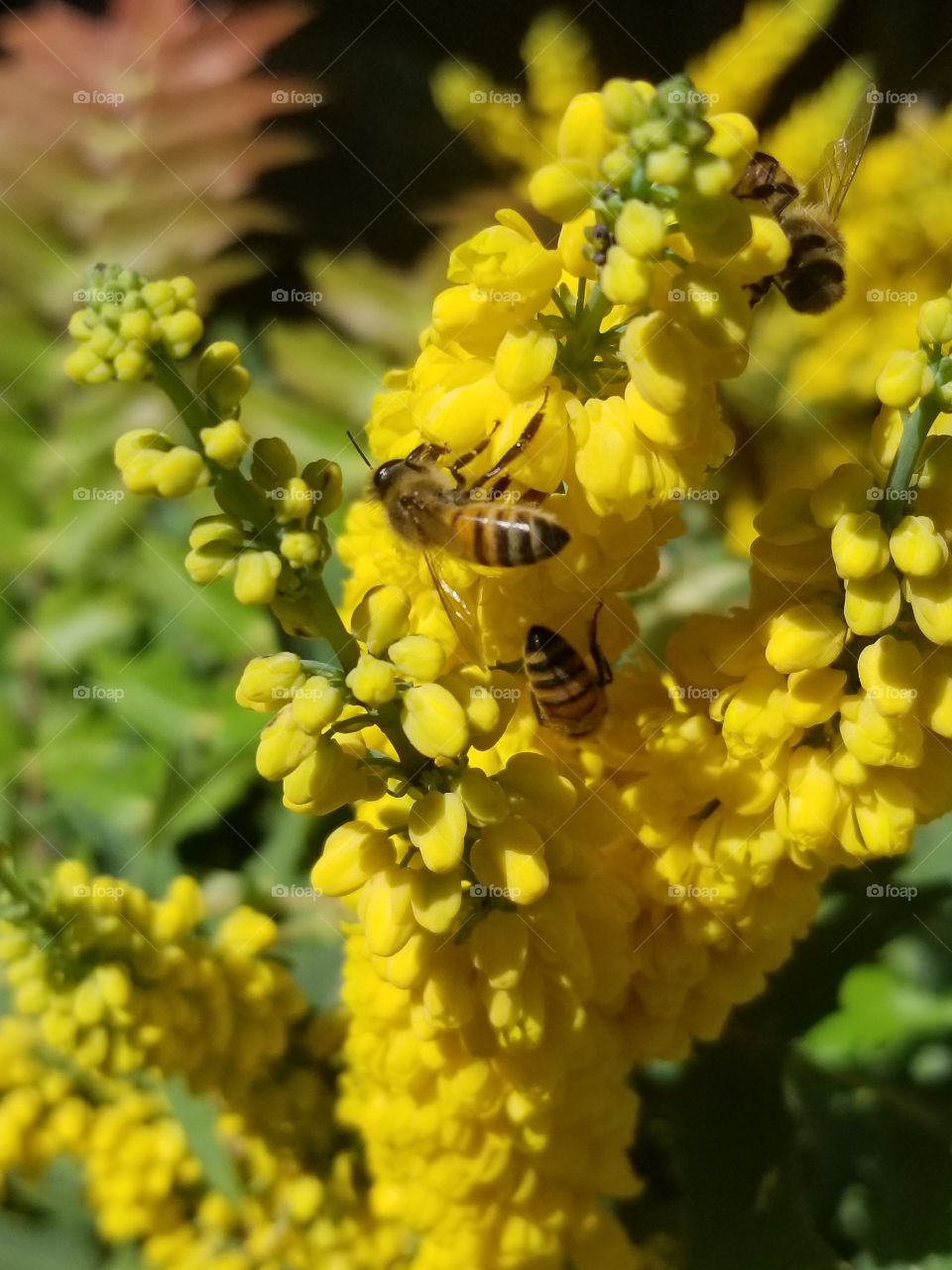 Beautiful yellow flowers with bees.