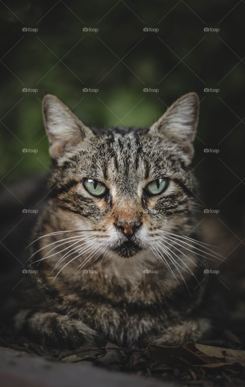 Cat in angry