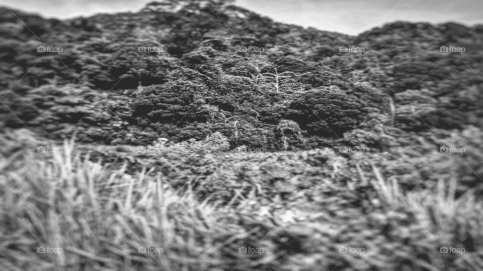 Landscape edge of forest (black).