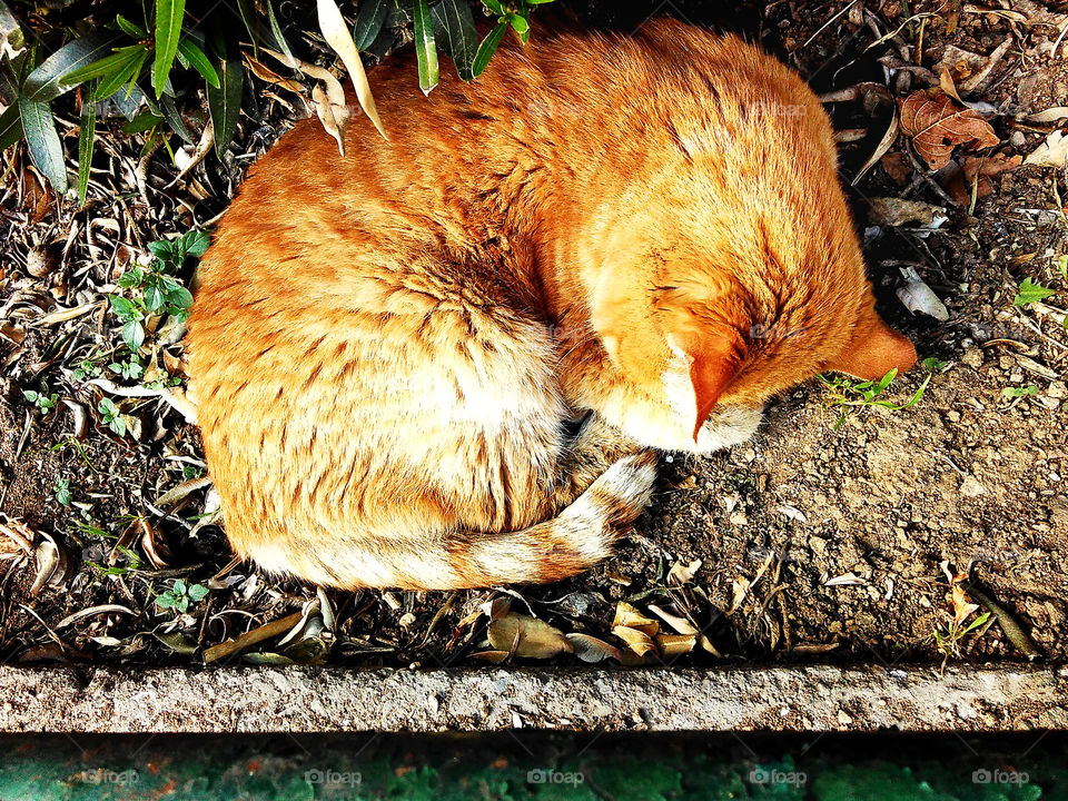Cat sleeping in the garden