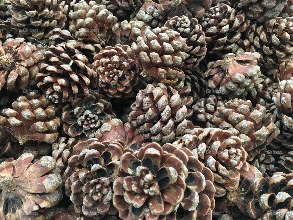 Pine cone