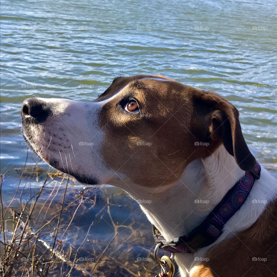 Dog looking into Sky