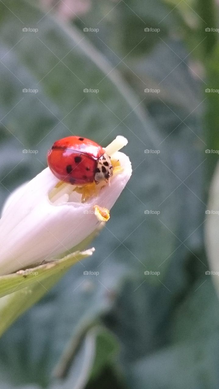ladybug on a flower