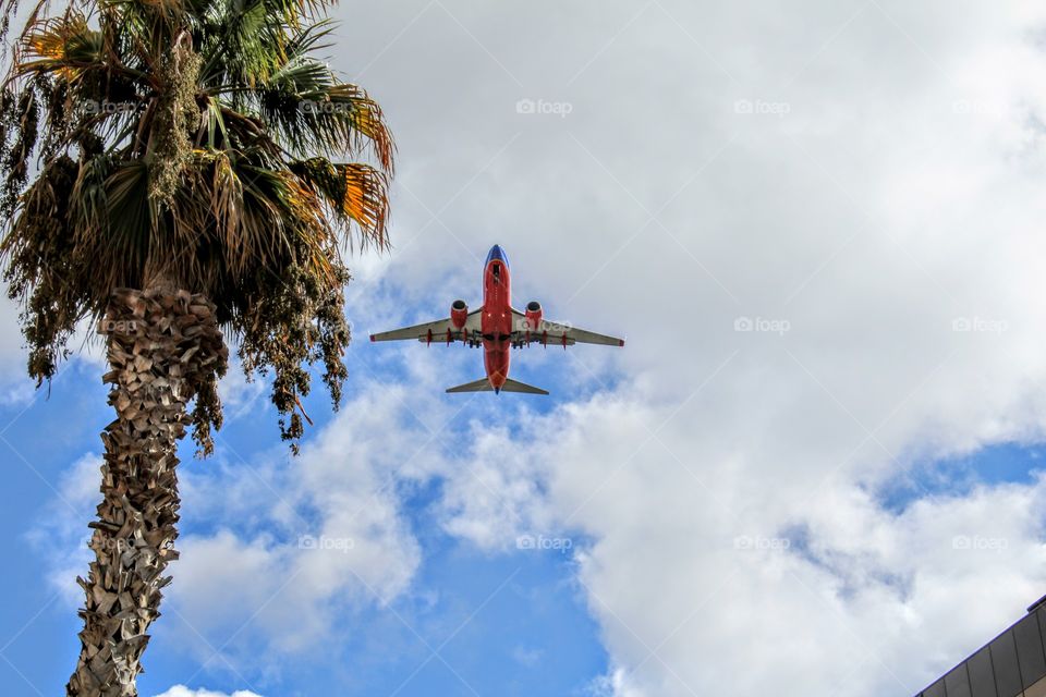palm tree airplane