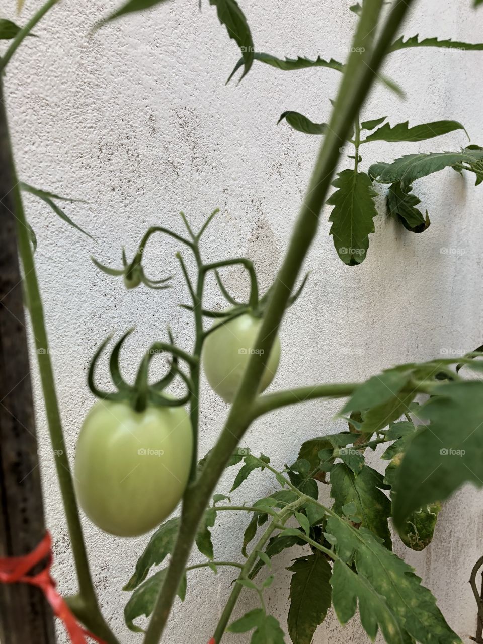 🍅