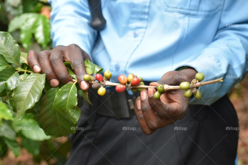 Coffee beans kenya Africa 