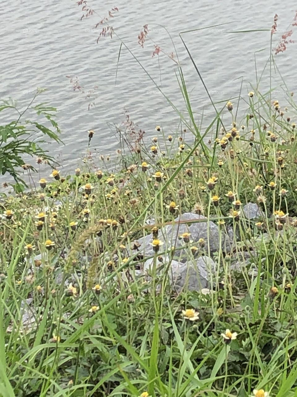 Plants around everywhere, Countryside ( Thailand 🇹🇭