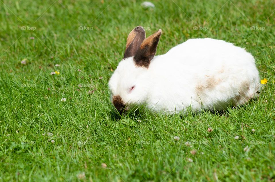 white rabbit with black ears nibbles green grass in the park, year of the rabbit 2023, easter bunny