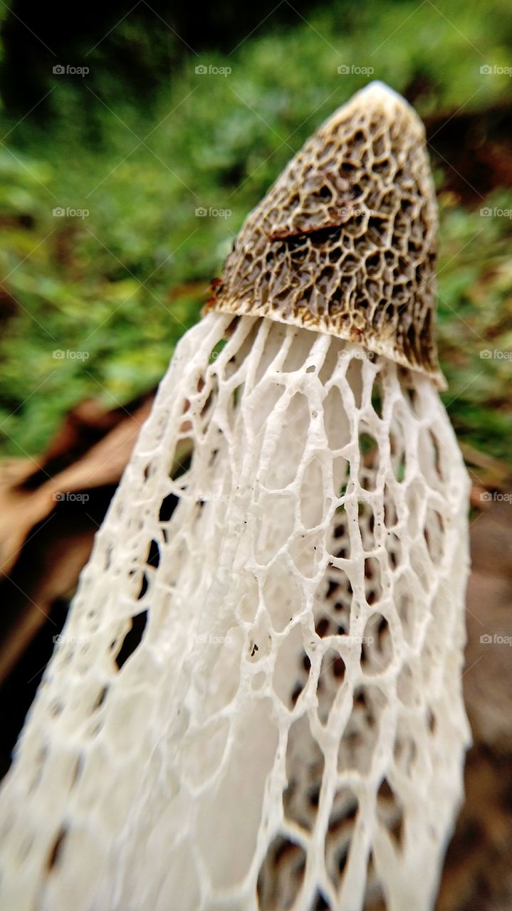unique mushroom