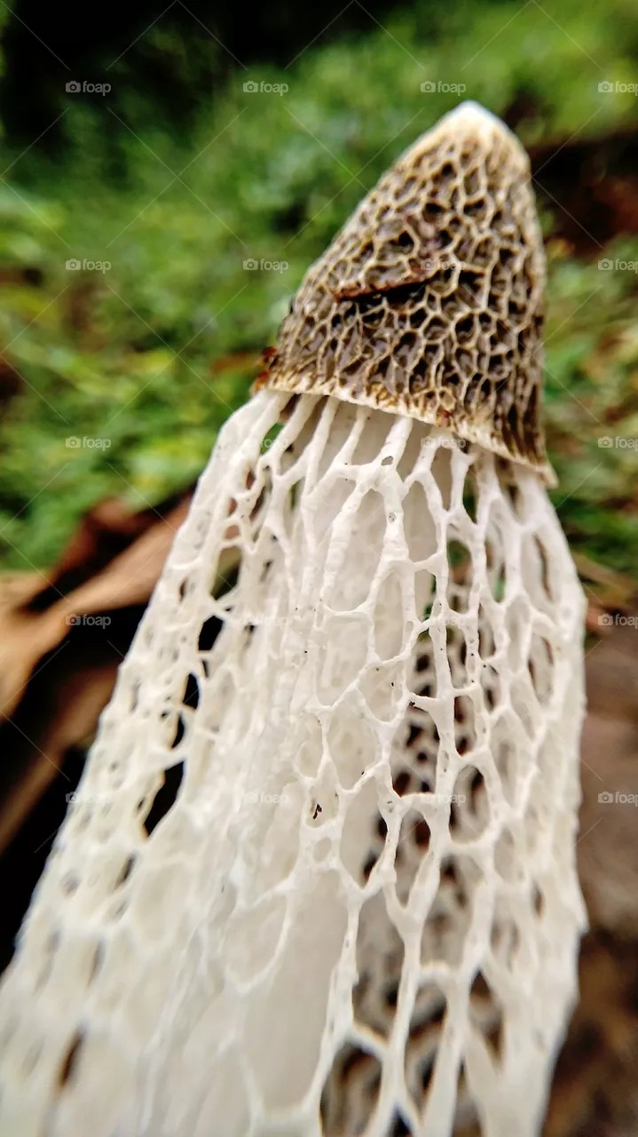 unique mushroom
