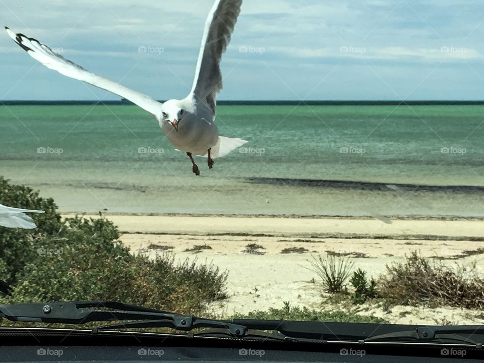 A seagull about to hitch a ride on the bonnet hood of my vehicle, closeup view through the windshield windscreen with gorgeous ocean horizon in the background 