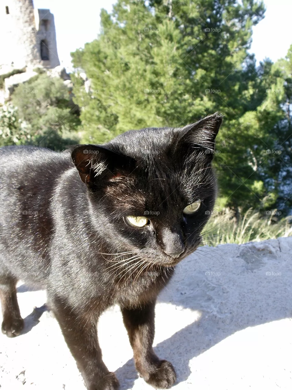 Black cat with sunlight on a wall 