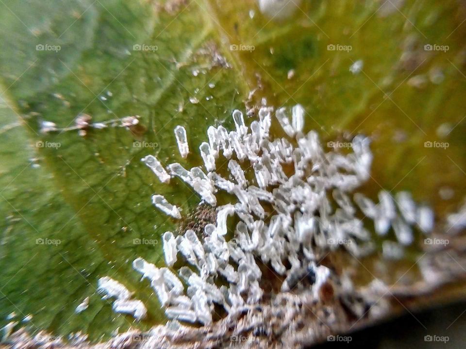White fly attack on leaf