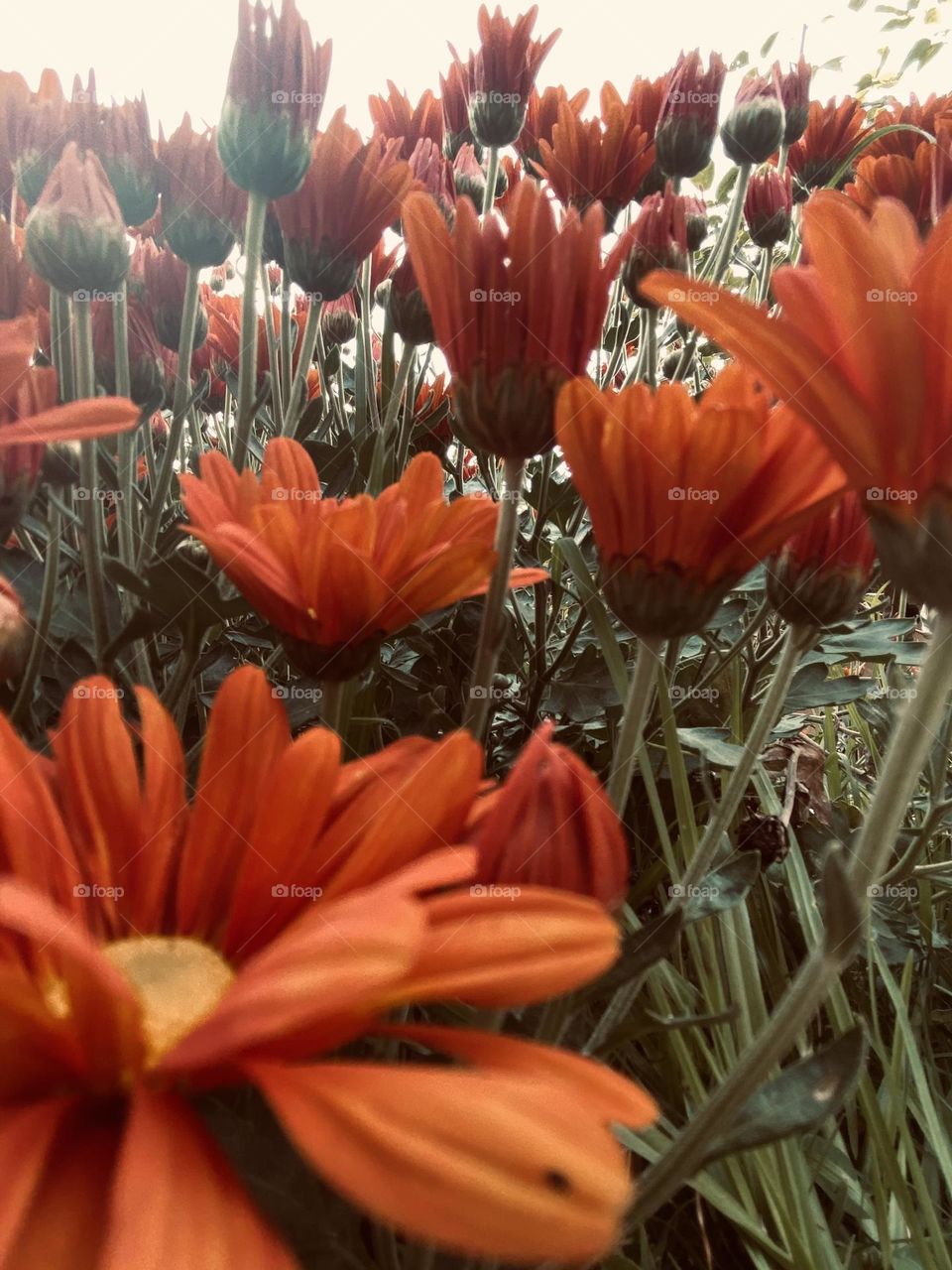 Orange flowers