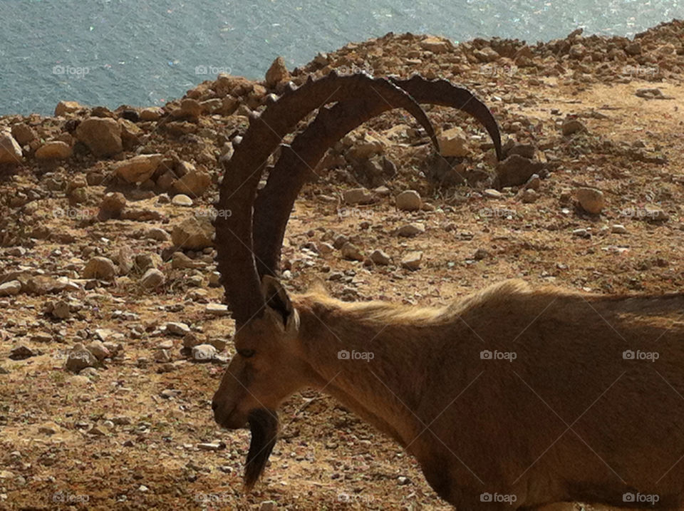 Wild life in israel