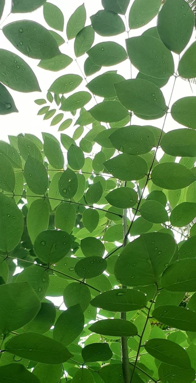 colour green,this plant used for fertilizer in srilanka