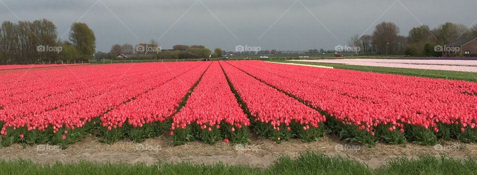No Person, Field, Flower, Agriculture, Growth