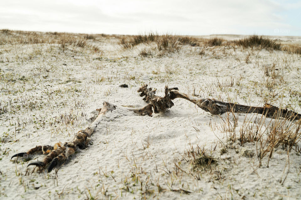 penguin skeleton Falklands