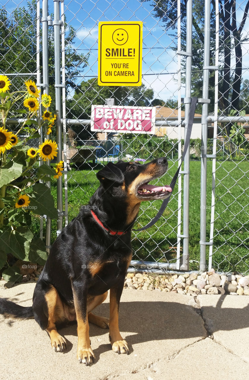 Black and tan beauceron in front of camera warning sign
