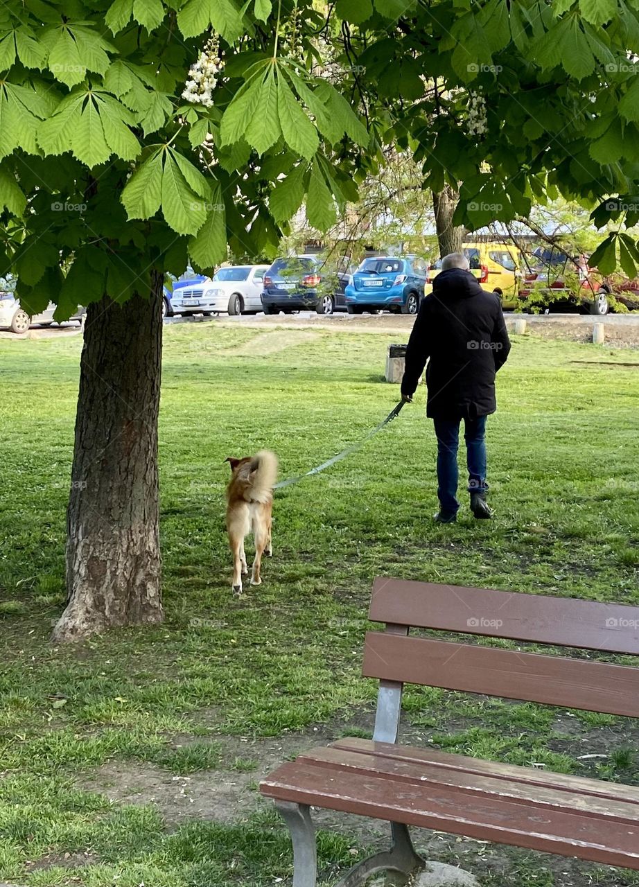 Back view of man with dog 