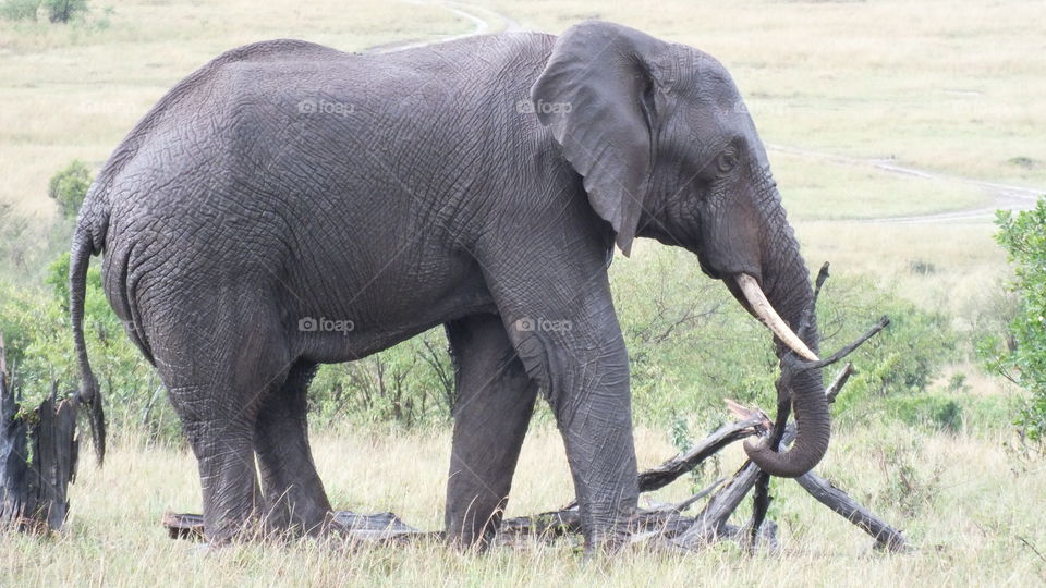 Elephant that has taken down a tree