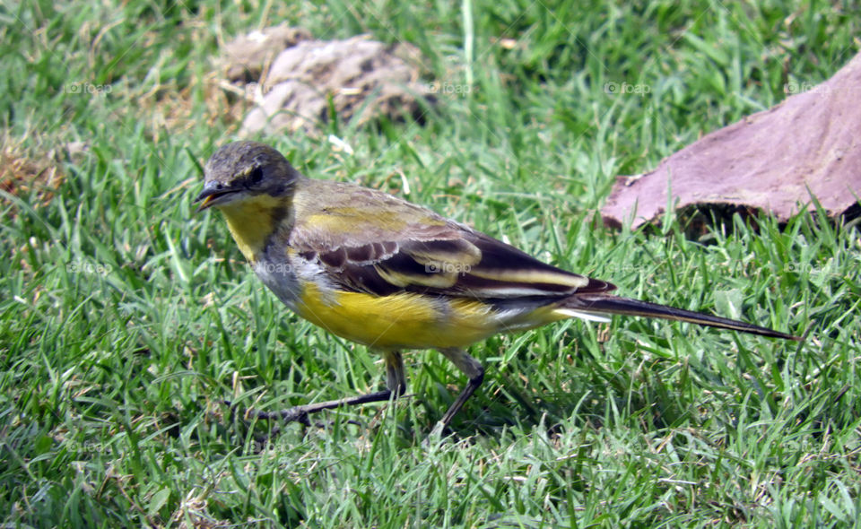 Amazing Bird #Vadodara