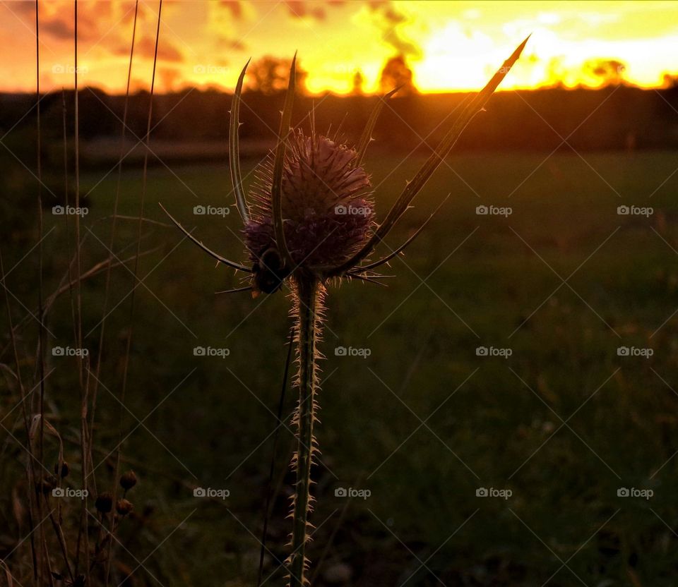 standing in the field waiting for the fall.