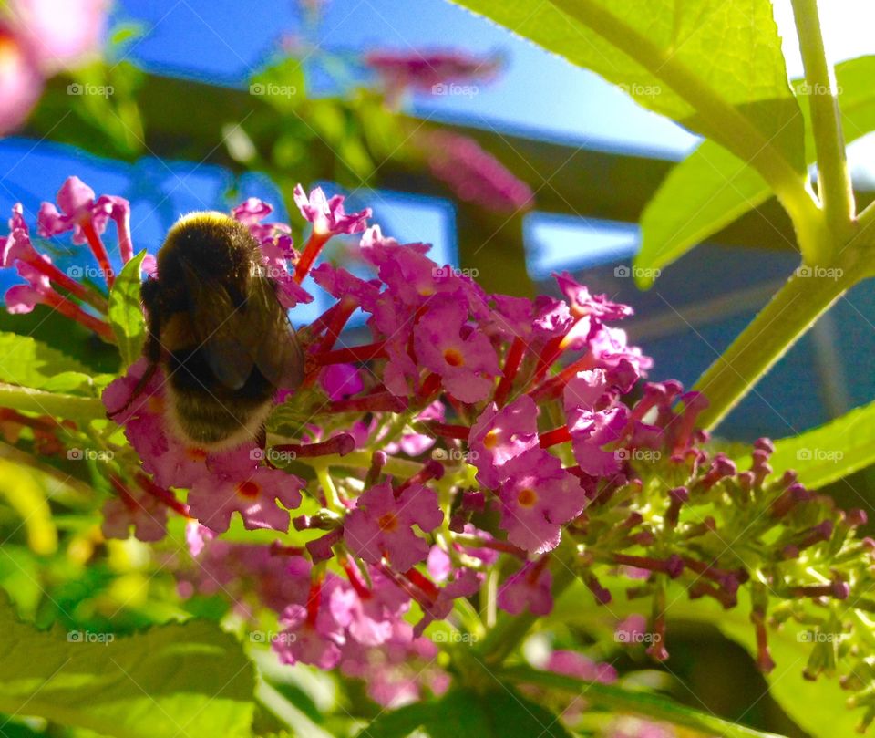 Busy bee. Sunset in the garden