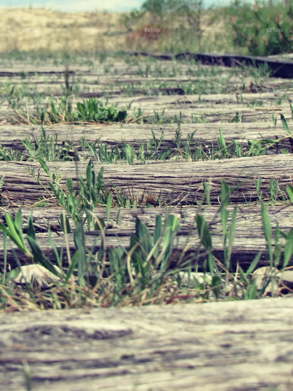 Railroad tracks 