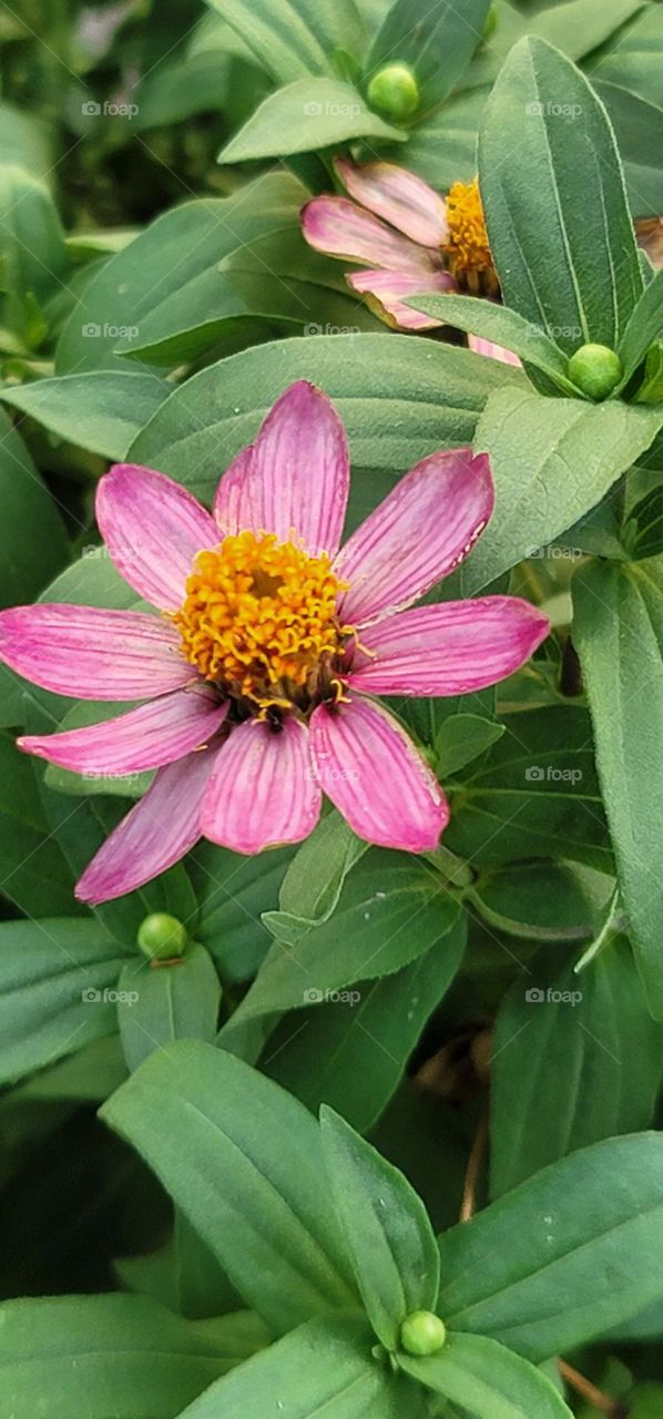 Zinnia angustifolia Kunth