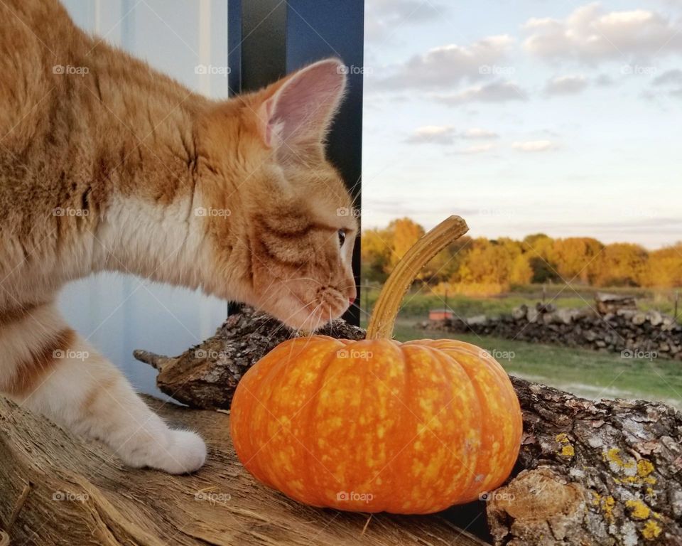 Curious Ginger 🐈 Kitty sniffing a tiny Pumpkin 🎃